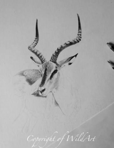 Black-Faced Impala