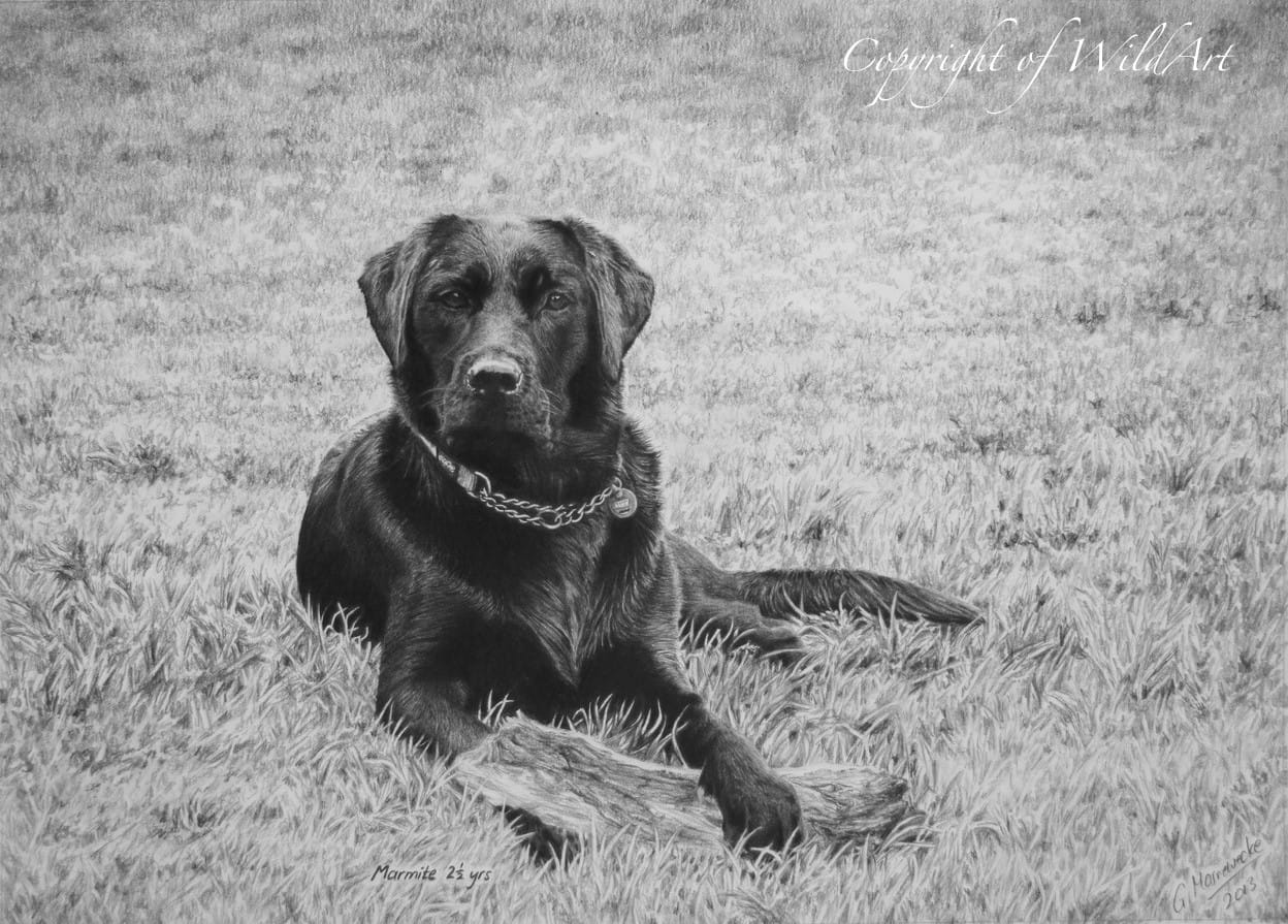 Black Labrador — pencil drawing