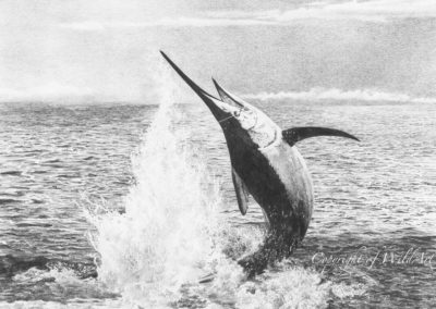 Black Marlin (W1)