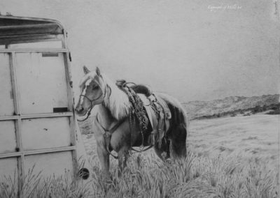 Californian Quarter Horse (BW1)