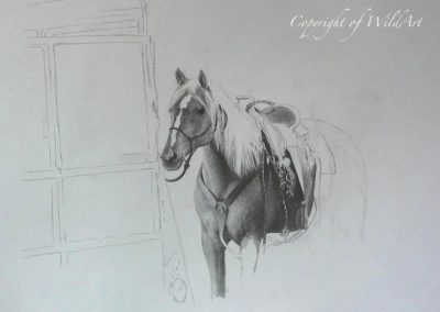 Californian Quarter Horse progress 1