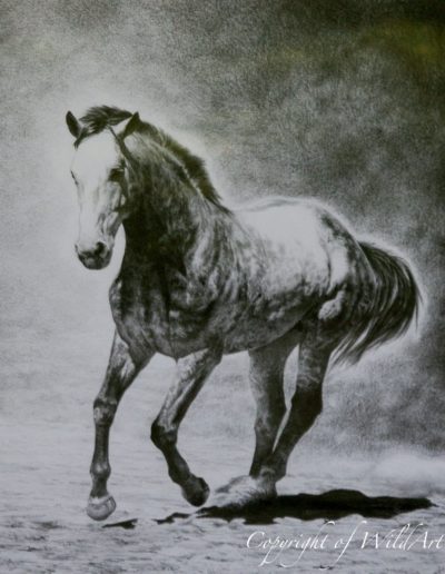 Consuelo as a Young Stallion