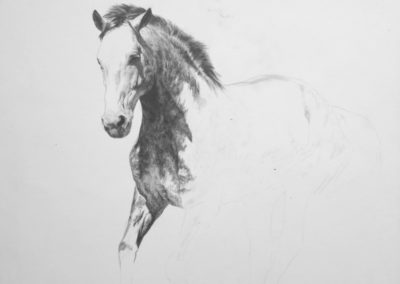 Consuelo as a Young Stallion progress 1