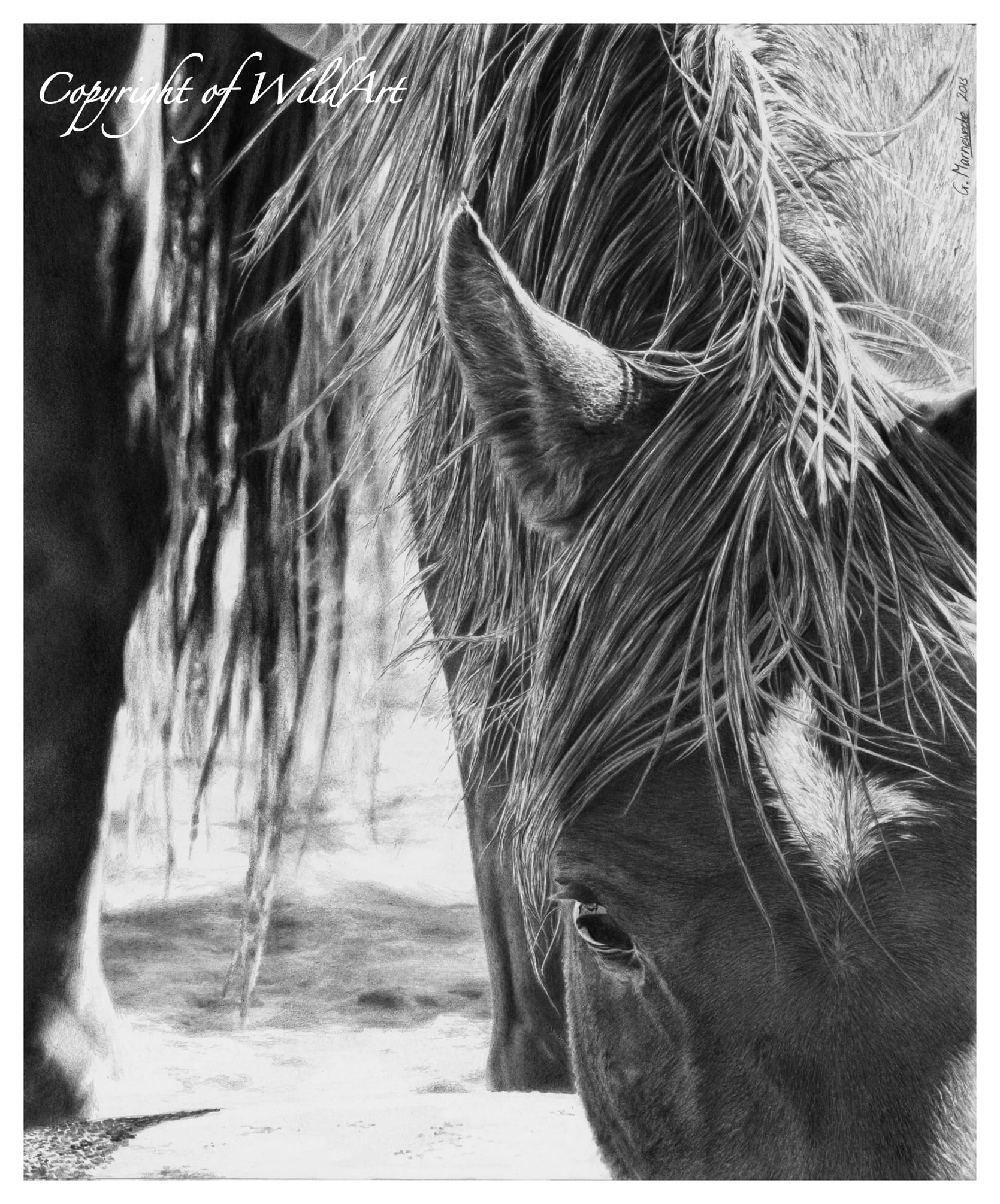 Drinking Up Close — pencil drawing of a wild horse