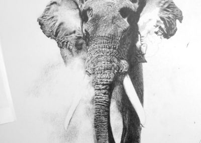 Elephant BUll in progress 2