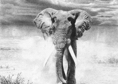 Elephant Bull