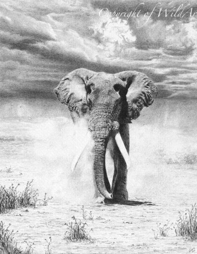 Elephant Bull (W7)