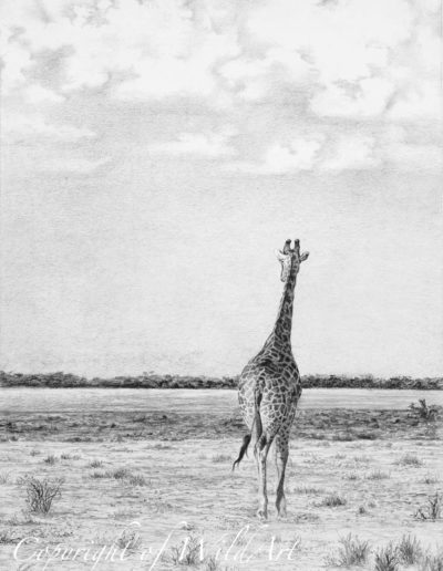 Giraffe on the Plains (W6)