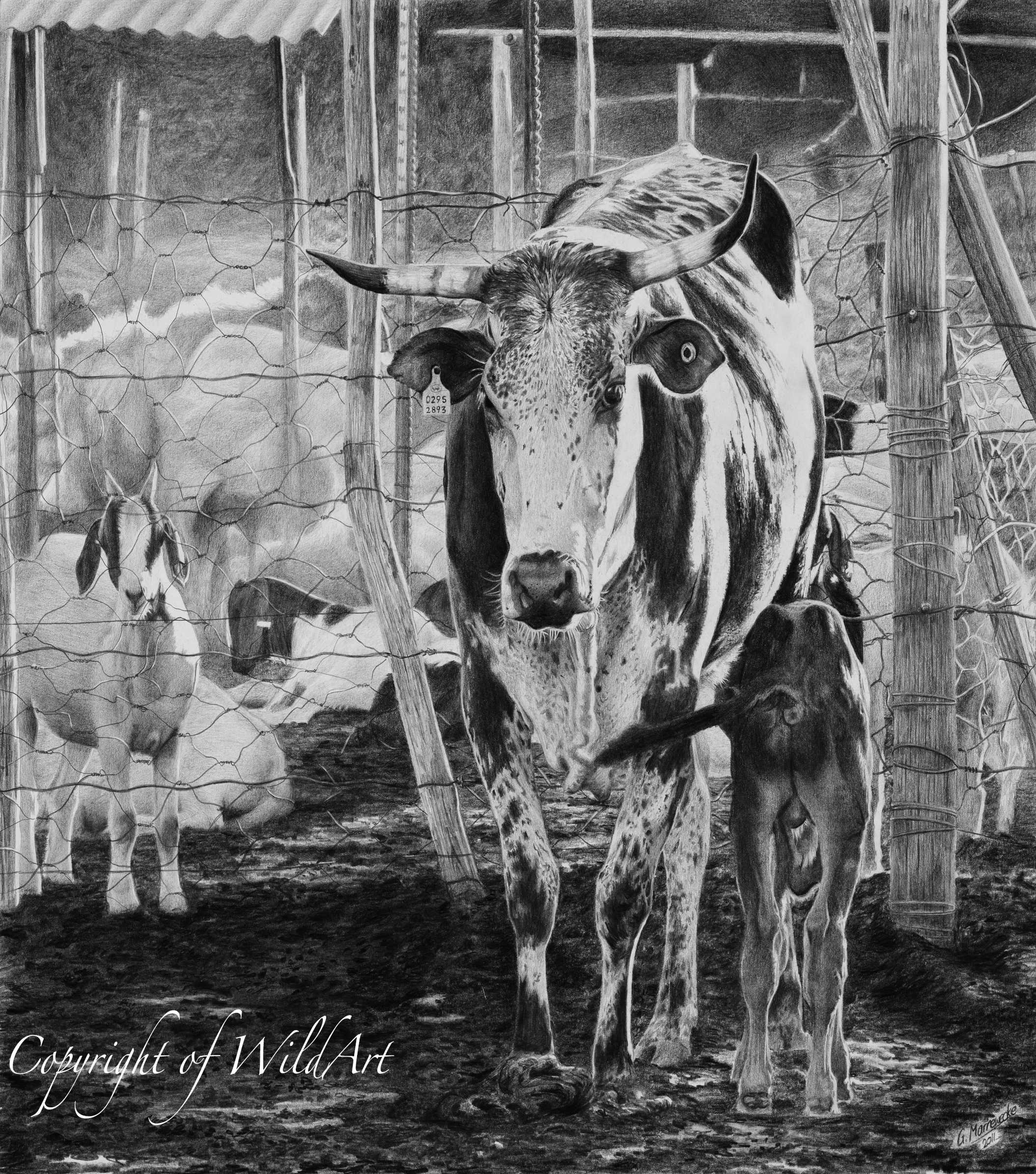 Nguni Cattle