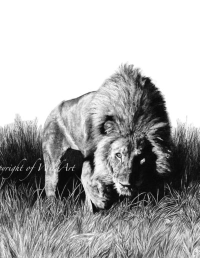 Lion Stalking (W4)