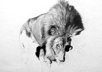Lion Stalking progress 1
