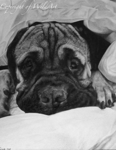 Mastiff Puppy