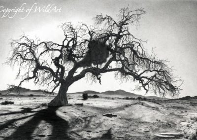 Namib Riverbed