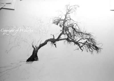 Namib Riverbed Step 1