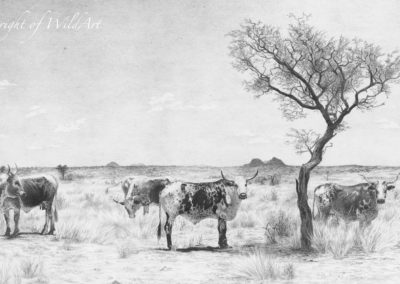 Namibian Ngunis (NC1)