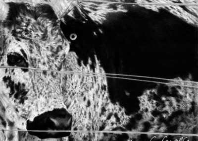 Nguni Portrait (NC3)