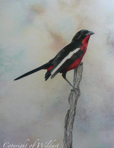 Red-Breasted Shrike