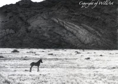 Solitary Foal