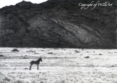 Solitary Foal (WH3)