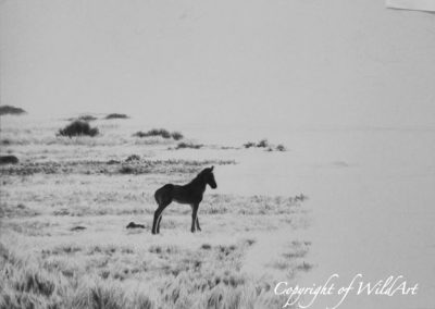Solitary Foal progress 1