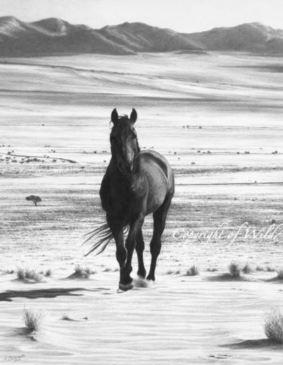 Stallion on the Plains (WH5)