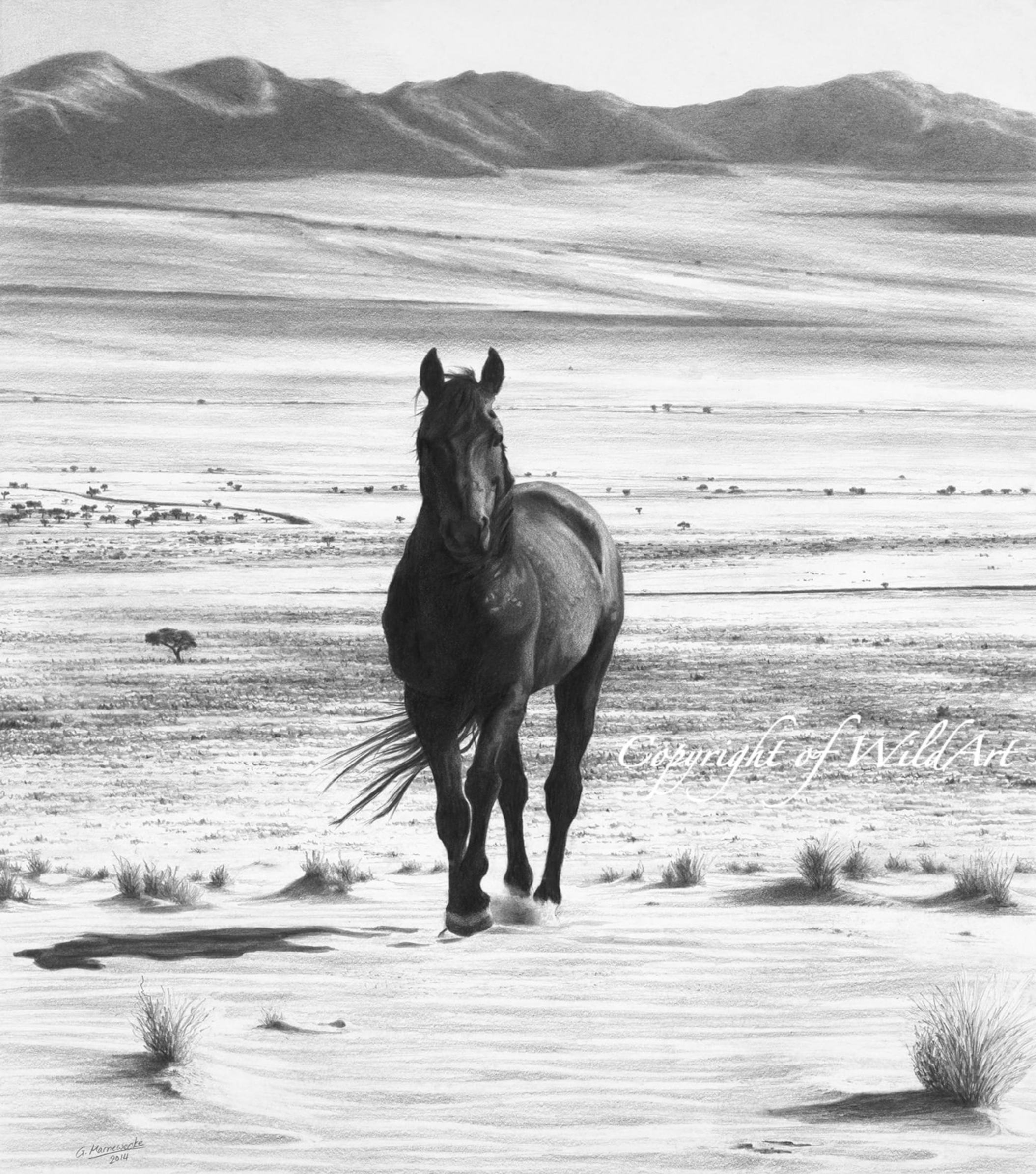Wild Horses of the Namib