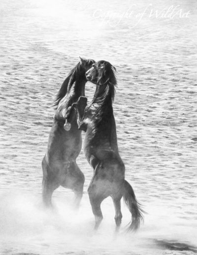 Stallions Rearing (WH4)