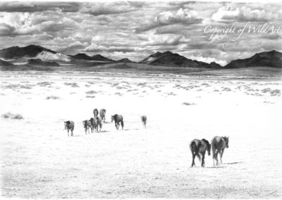 To and From the Waterhole (WH2)