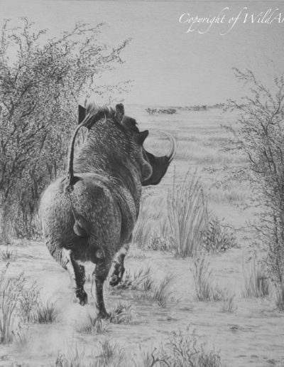 Warthog Cheek (W5)