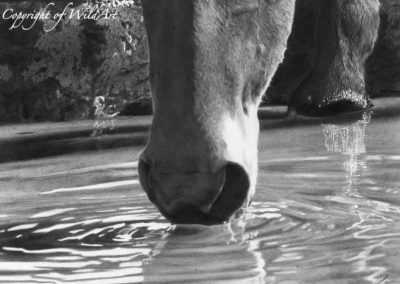 Waterhole Ripples (WH7)