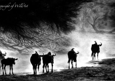 Wildebees at Dusk (W9)