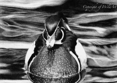 Wood Duck (W2)