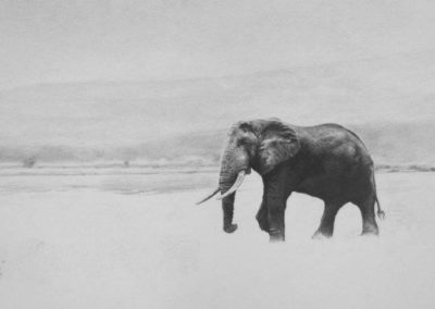 elephant and zebra progress 1
