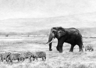 Elephant and Zebra (W8)