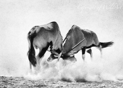 Oryx Bulls Fighting (w3)